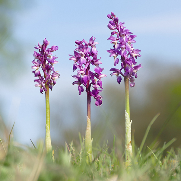Orchis mascula